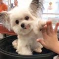 用戶頭像